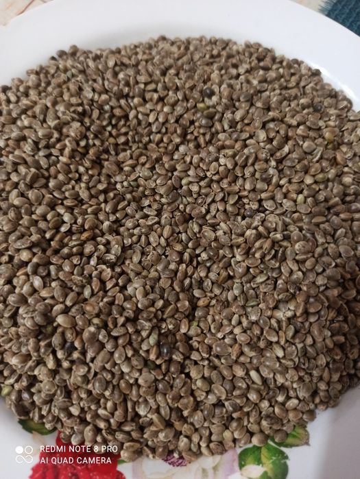 Продам семена конопли