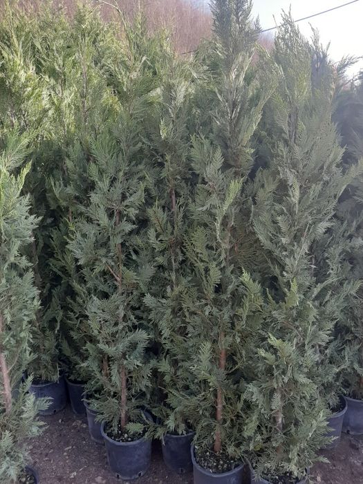 Tuia Leylandy,carpinus,magnoli,brazi,mesteacăn,platani