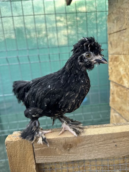 Struma Bantam: Pui motati si incaltati