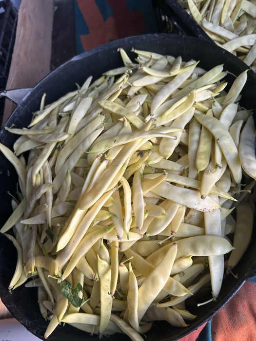 Fasole teci pastai late