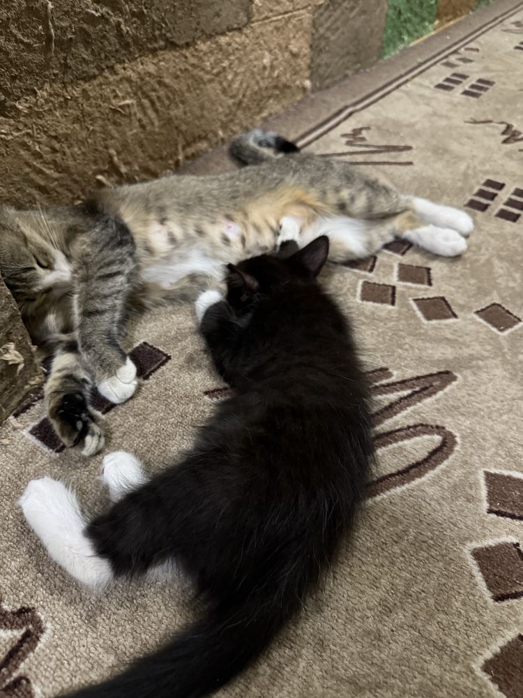 Котята в добрые руки
