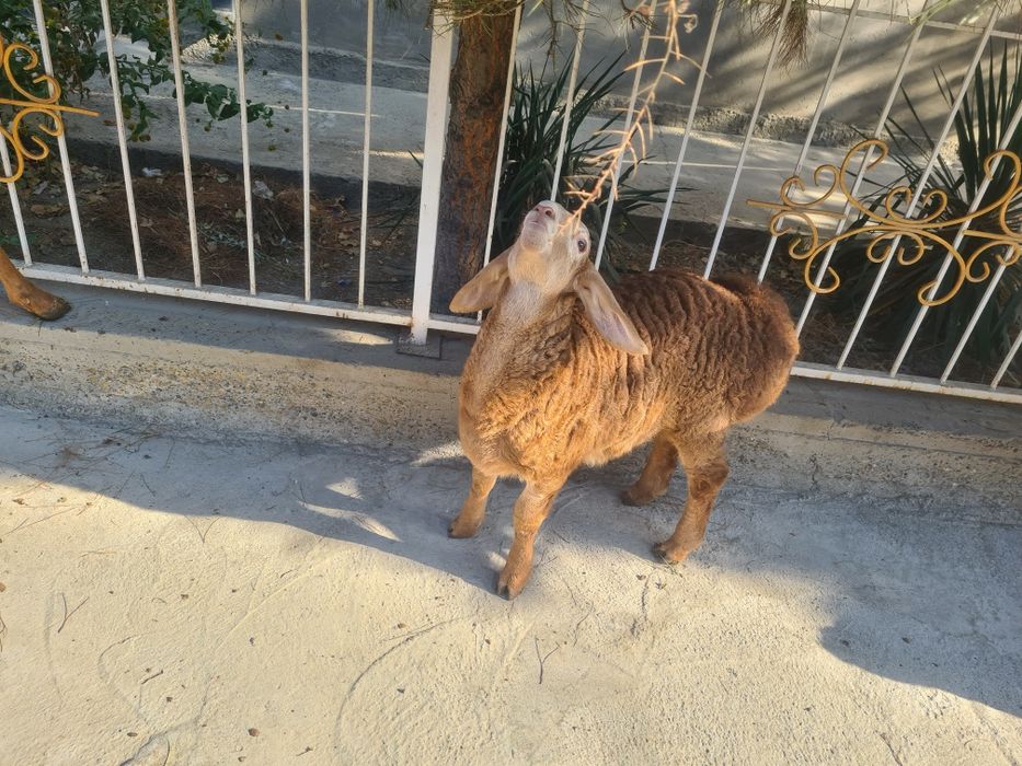 Arashan ona bola sotiladi  soglom