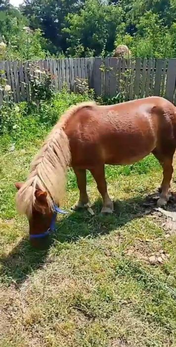 De vânzare ponei castrat