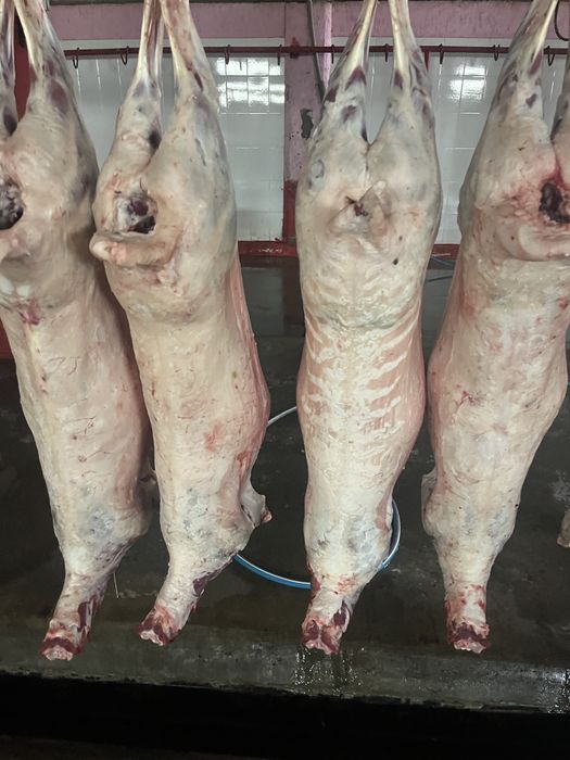 Кой ети сатылады !