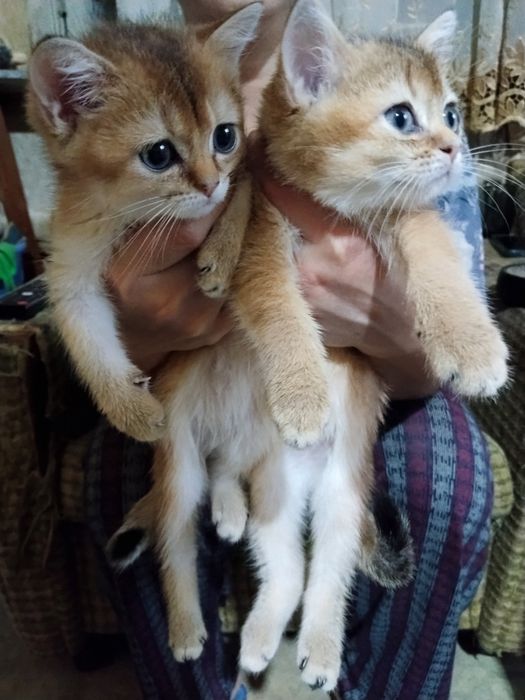 Продаются британские золотые шиншилы котята