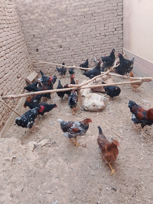 Tovuq jujalar.damawni