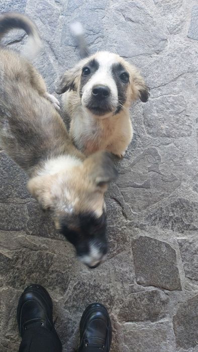 Catei pentru adoptie
