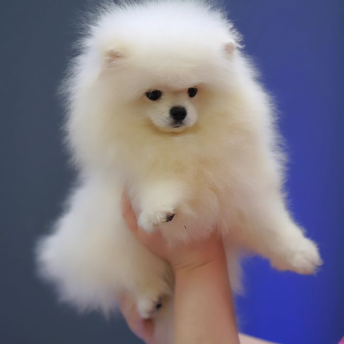 Развъдник Померан Golden Pom - мъжки померан