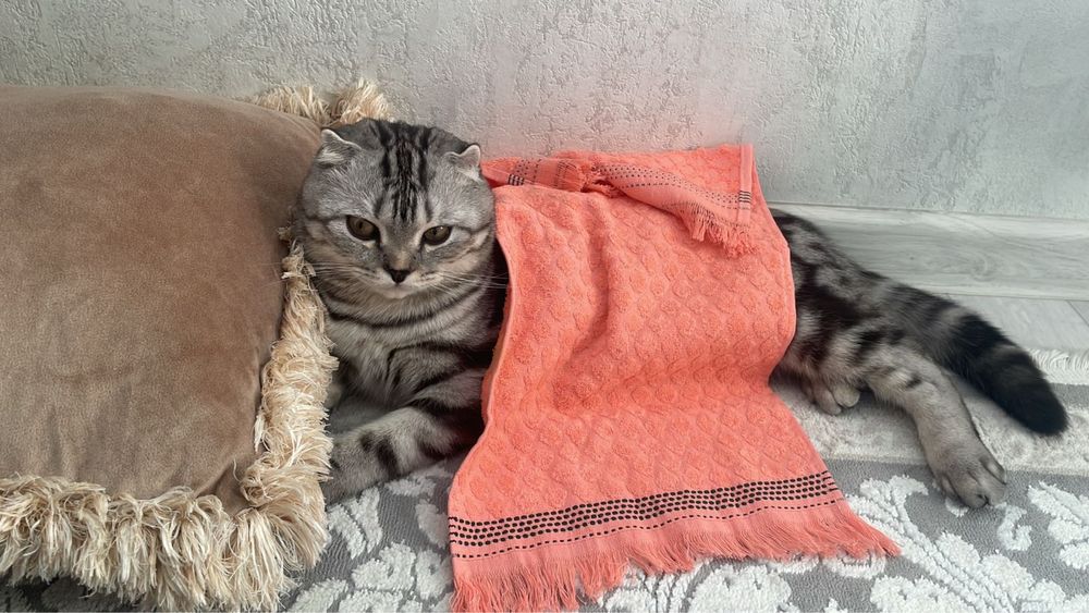 Шотландская вислоухая кошка