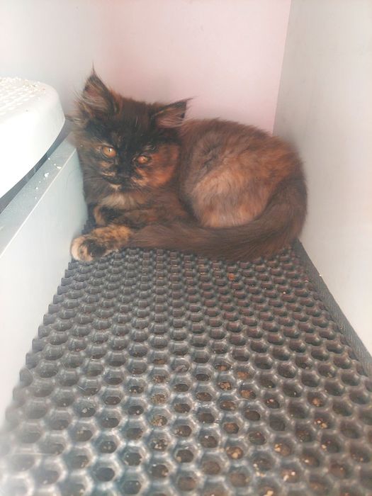 Котенок девочка Ташкент