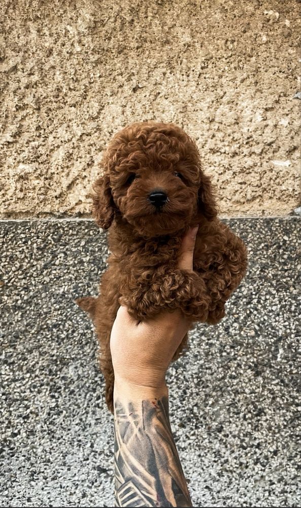 Пудел Той Poodle Toy