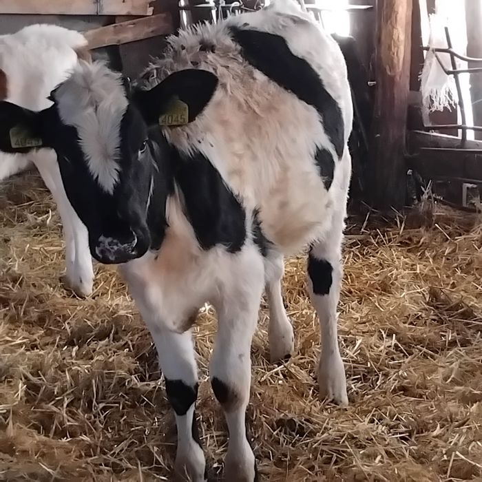 Vind vitea din vacă bună de lapte de 6 luni