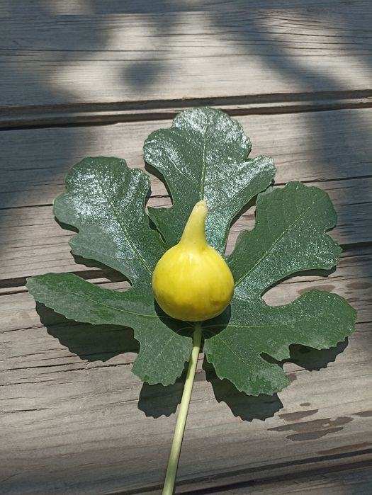 YLN (Yellow Long Neck) anjir ko‘chatlari — yirik mevali, sariq rangli.