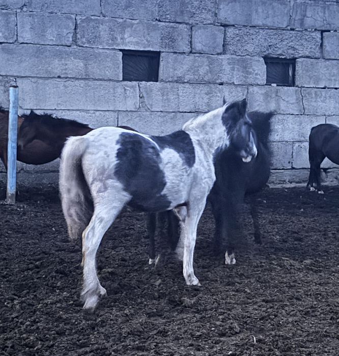 1.5 жасарлық тай сатылады