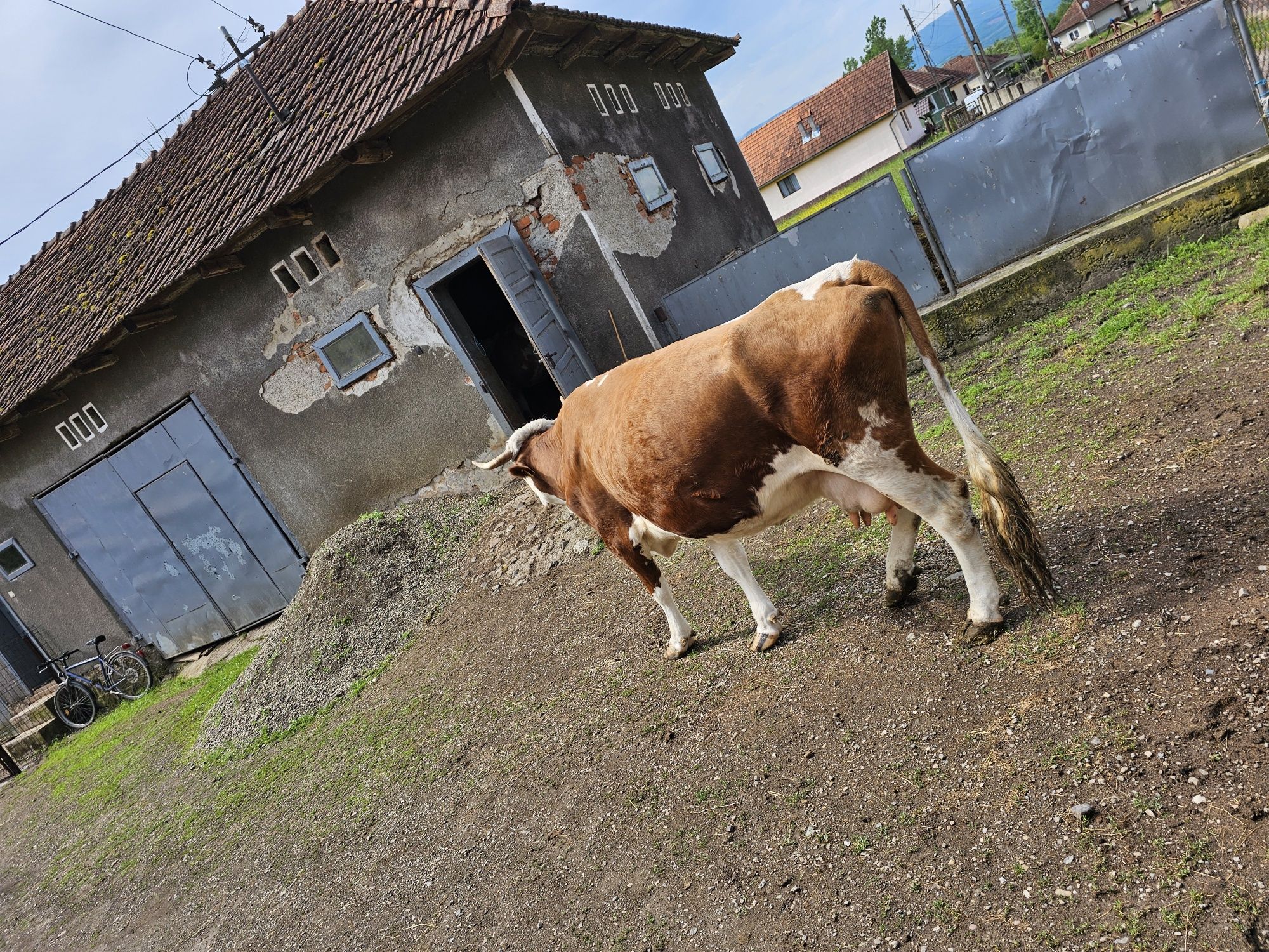 Vând vaca de 7 ani!