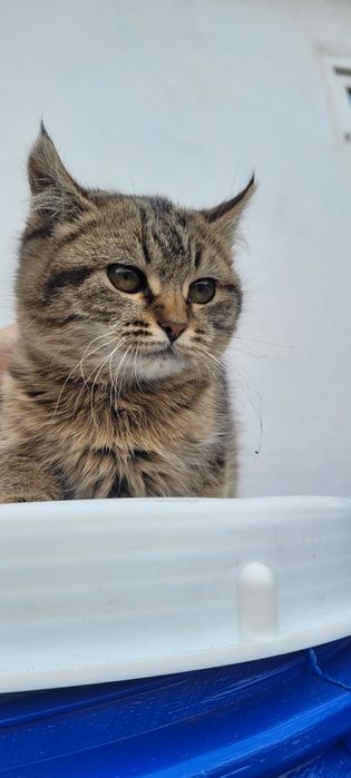 Котенок ищет дом. Отдам котёнка в добрые руки!. К лотку приучен. Ест в