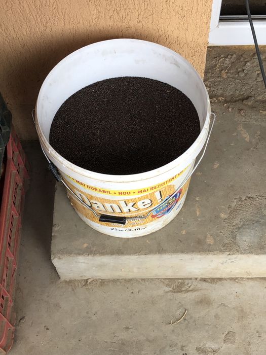 Vând boabe de răsad românesc