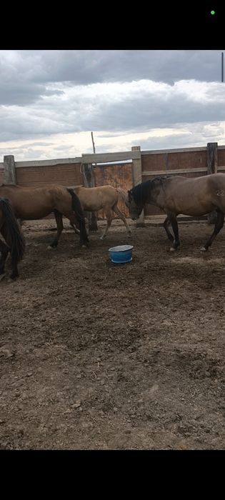 Жылуы Продам 1 үйір жылқы сатылады