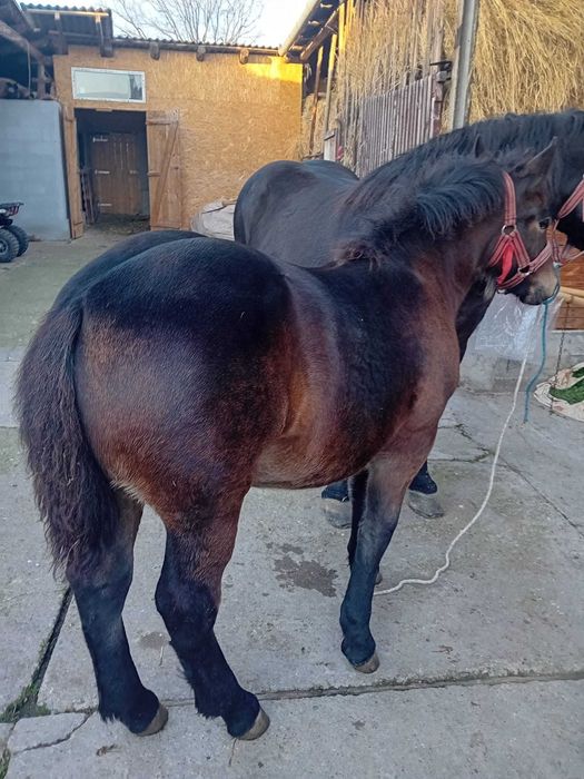 Vând mânză       .