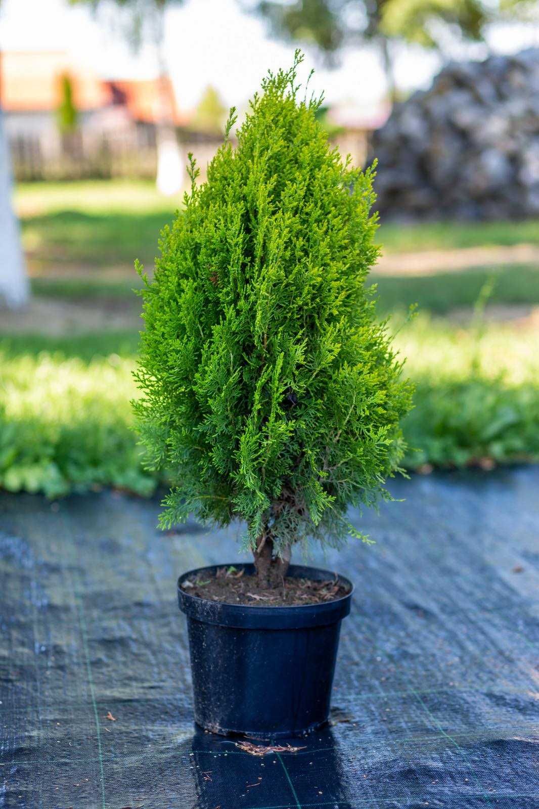 Pepiniera de tuia si arbori ornamentali