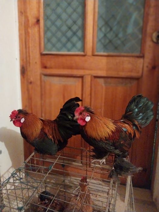 Япон хороз ва товуклар