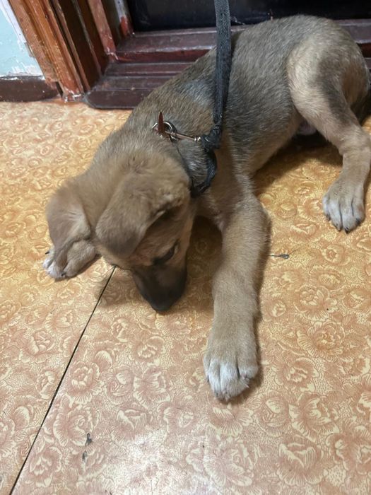 Отдам собаку в хорошие руки