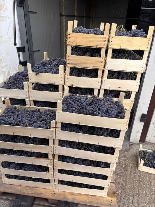 Vand struguri se masa MUSCAT de ADDA ,productia 2025