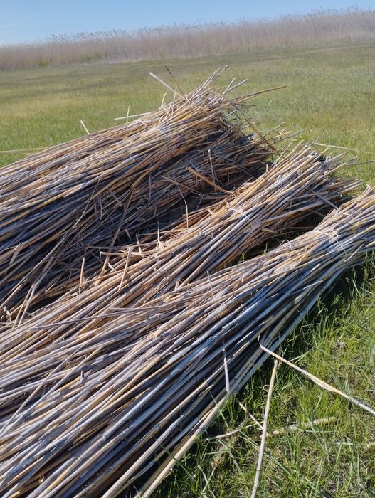 Камыш, қамыс, стройка