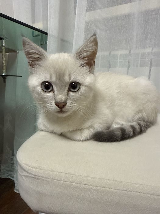 Продам породистую кошку