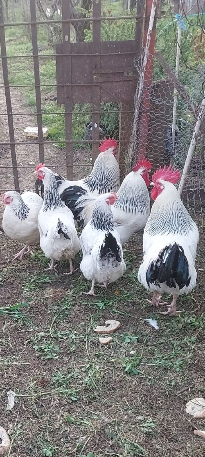 Vând cocoși diferite rase