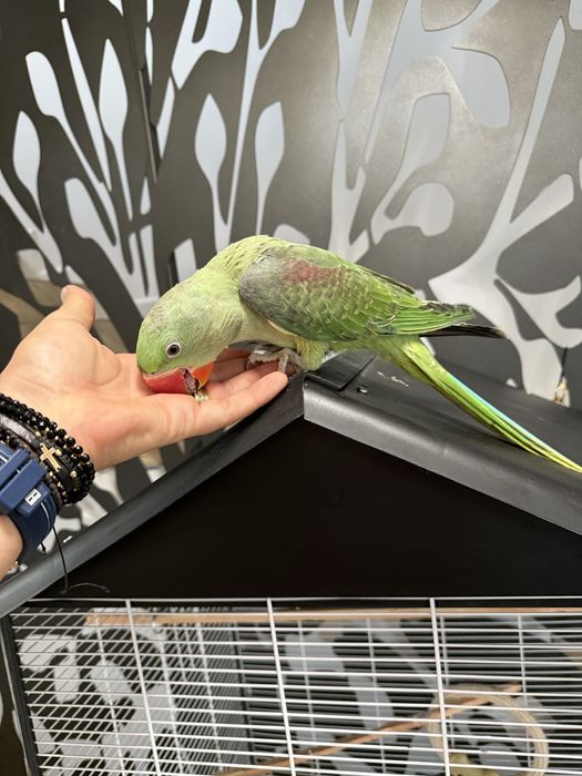 Papagali vorbitori pui blanzi Marele Alexandru Alexander