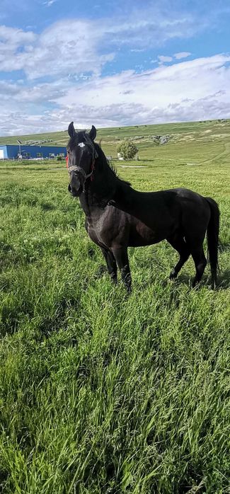 Mânz castrat, 3 ani jumate