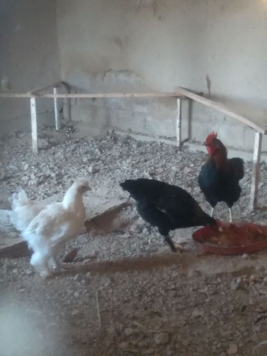 Xuroz tuvuq sotiladi keshamiz narxi