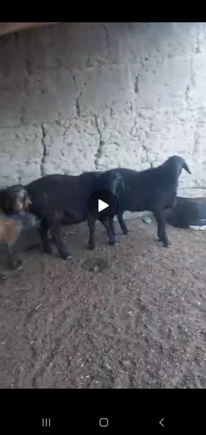 Zotli qo'y. Uruģlikkq