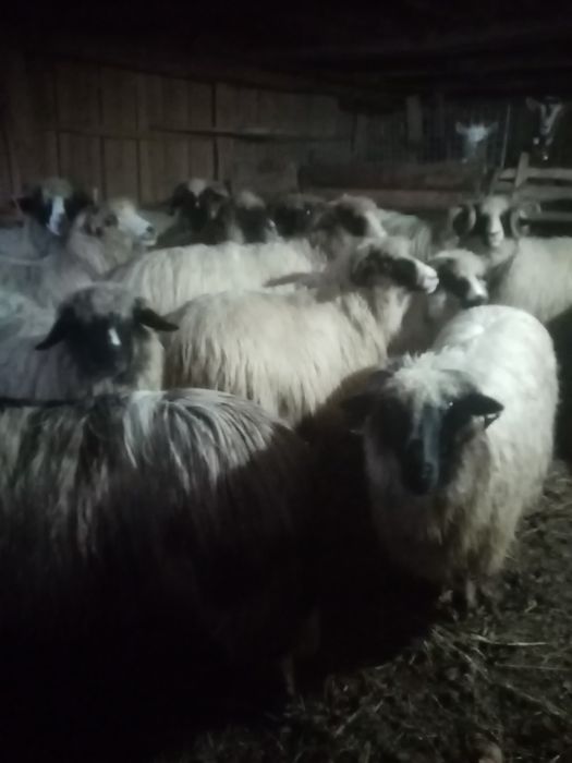 Vând 9 oi și un berbec