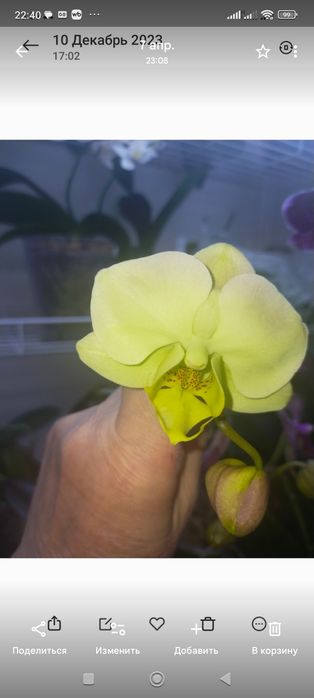 Продаю детку орхидеи