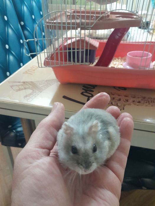 Грызуны , животные.