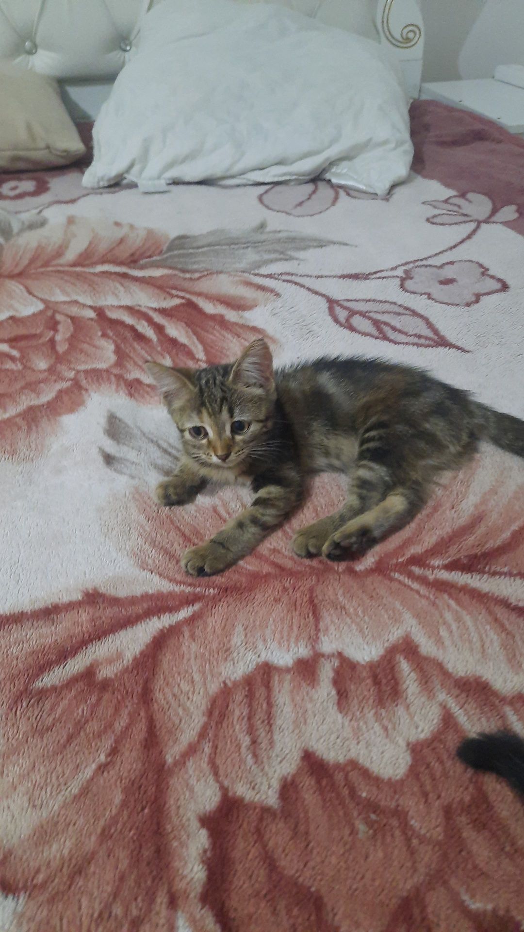 Отдам котят крысоловов.