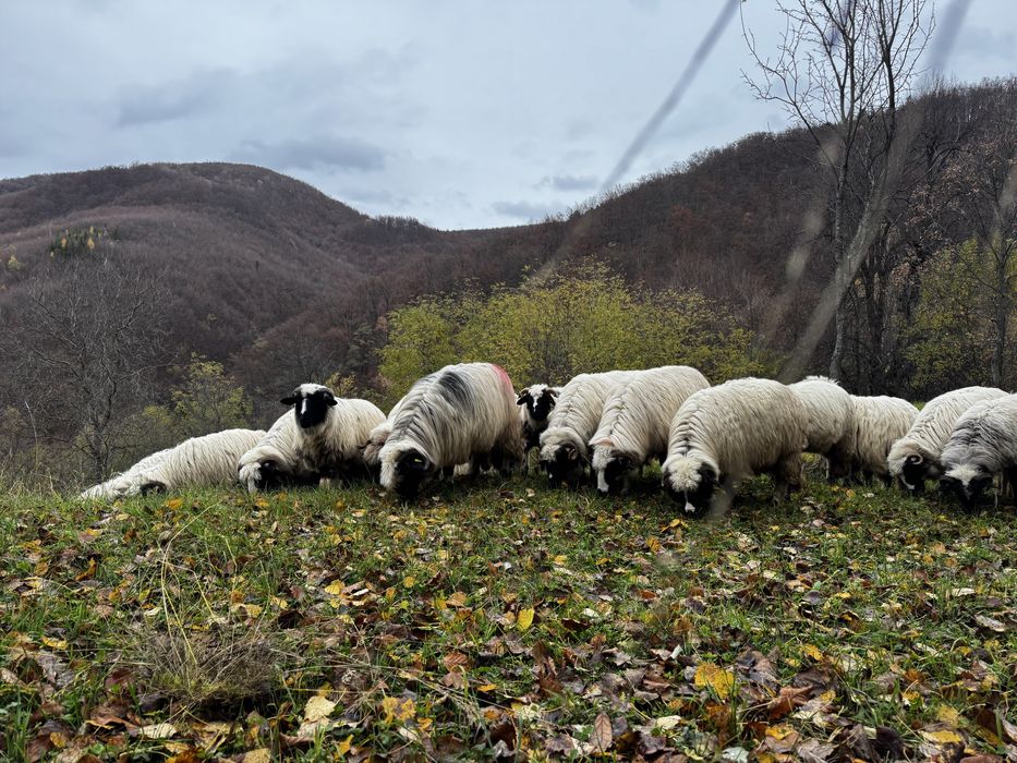 Vand 5 oi breze ( tineret ) 1-2 fatari si mioare