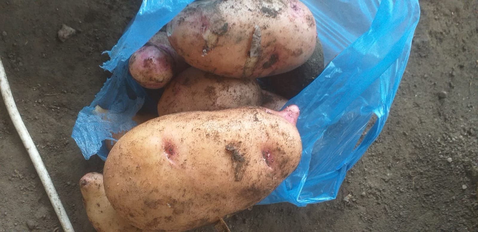 Картошка 180₸ большие и средние сорты