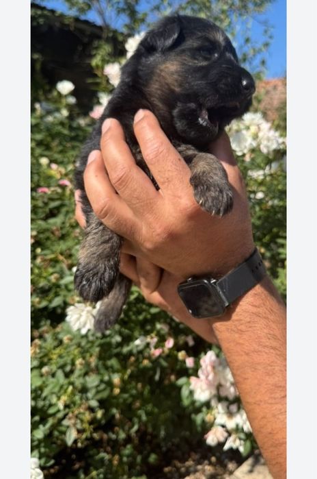 Femela ciobanesc german par lung