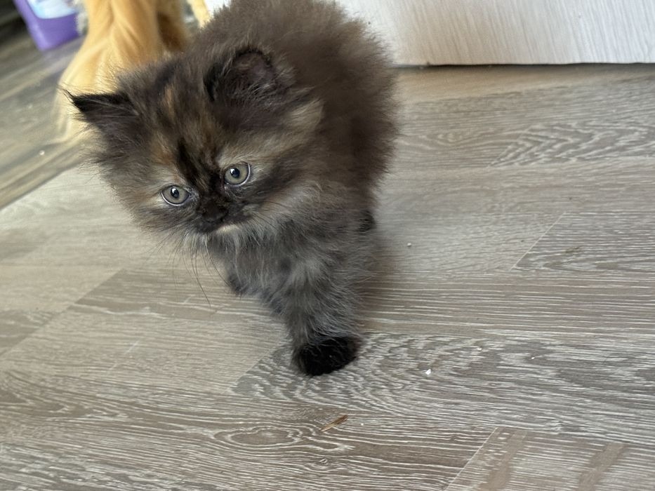 Персийско коте(женско)