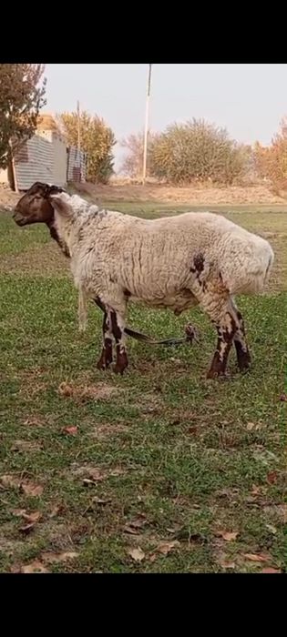 Avgʼon qoʼchqor sotiladi. 6 oylik bahosi 6 milion boʼlari.