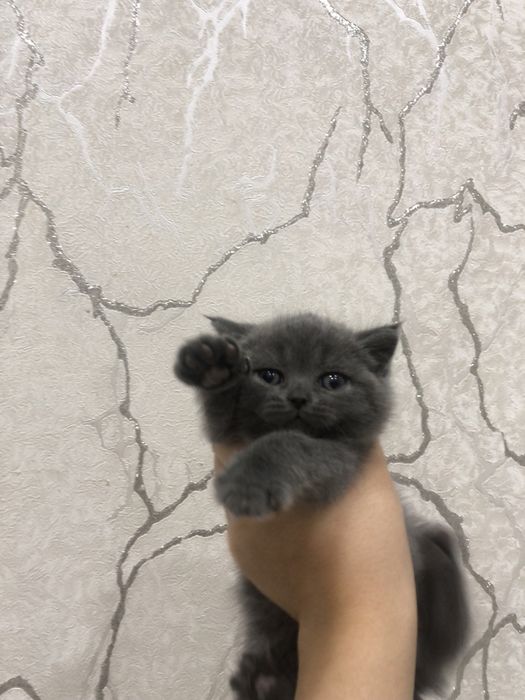 Toza Brtanskiy shorthair