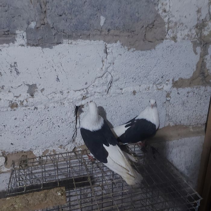 Чернабоки бабочка пара гатовый