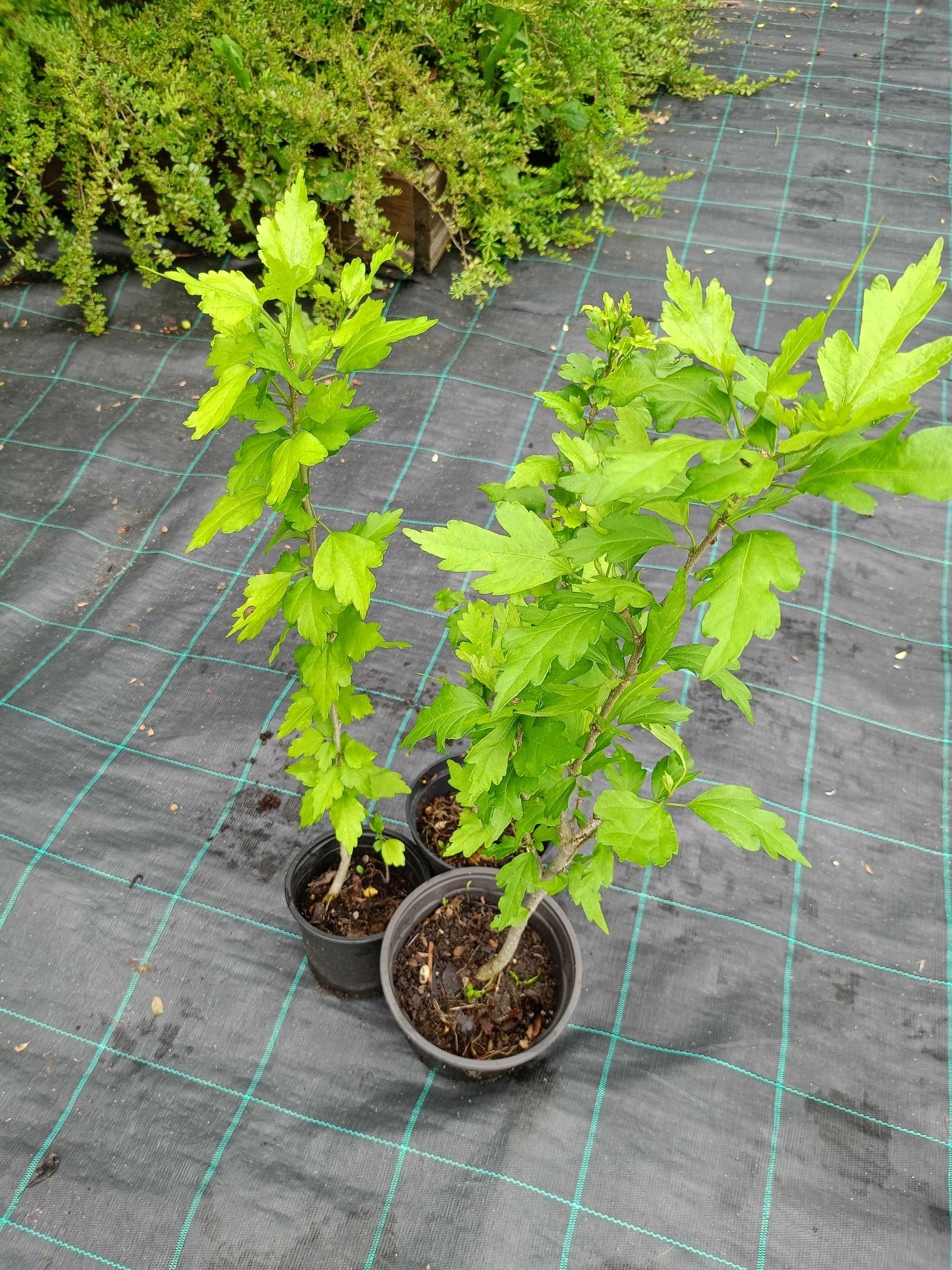 Ружа, хибискус, Нibiscus syriacus.