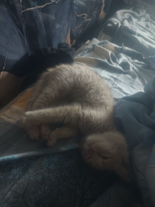 2 котенка, рыжий и серый.