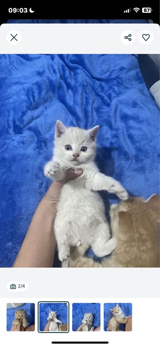 Продается котенок 2 месяца