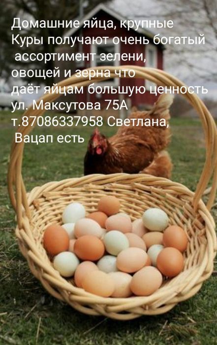 Домашние яйца крупные