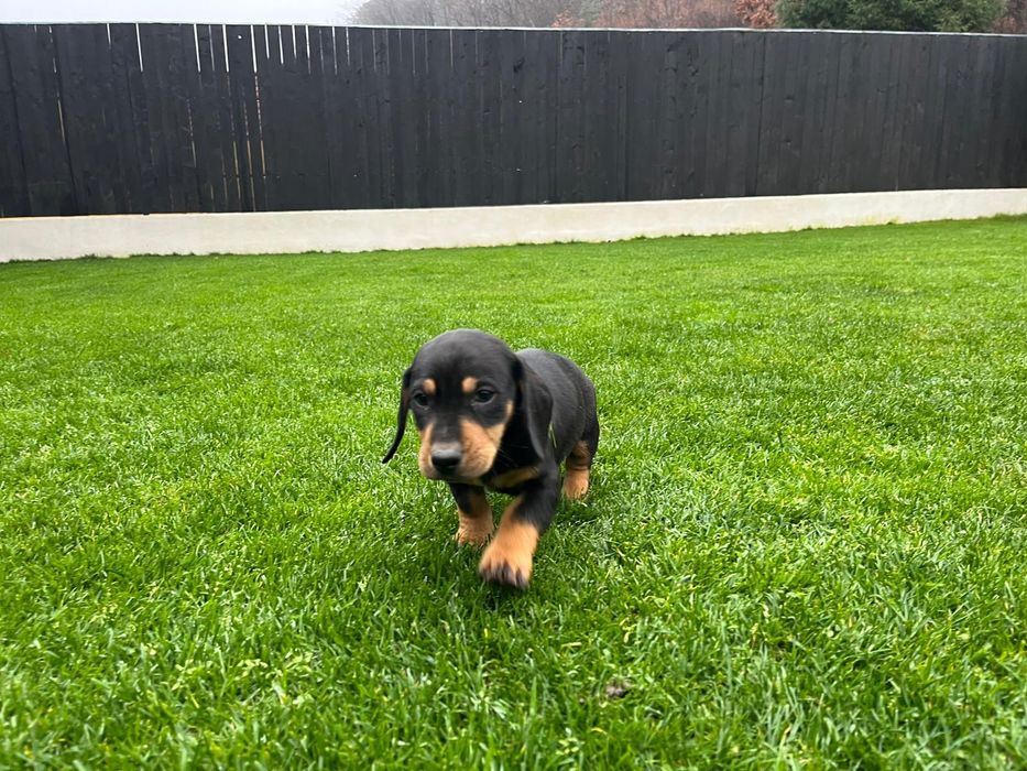 Ultimul mascul Teckel disponibil